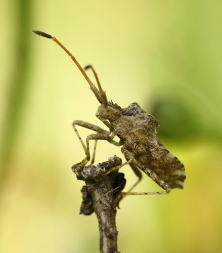 Réf. 284 098 : Centrocoris spiniger